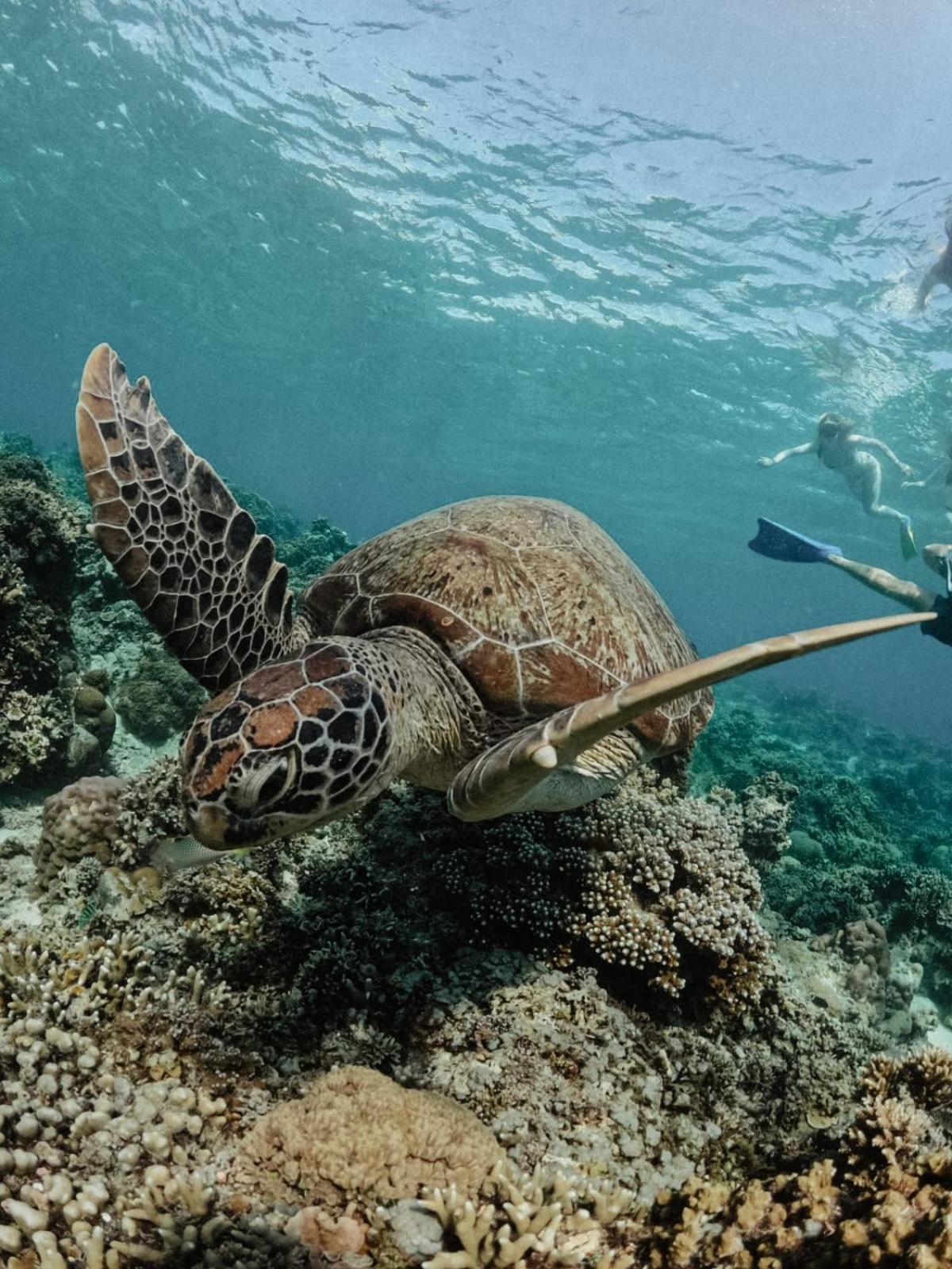 Tipsea Turtle Gili Air Otel Dış mekan fotoğraf